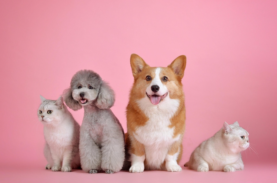 2025 年的小紅書，品牌怎么有效做寵物產品的種草營銷